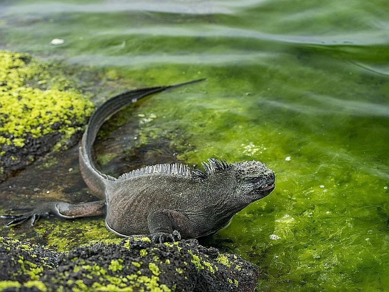 marine-iguana-sea-weed